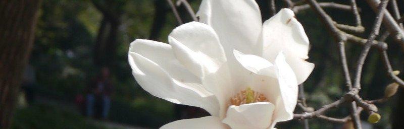 白玉兰花象征着什么？如何正确理解白玉兰花的寓意？