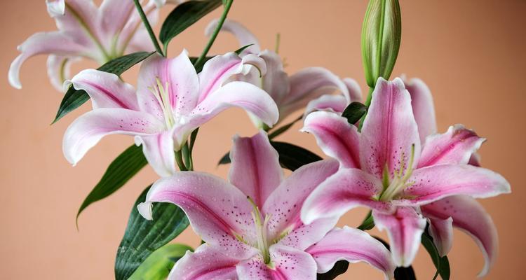 百合花语是什么意思？百合寓意有哪些常见问题？