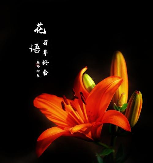 百合花代表什么含义？不同颜色的百合花语有何不同？