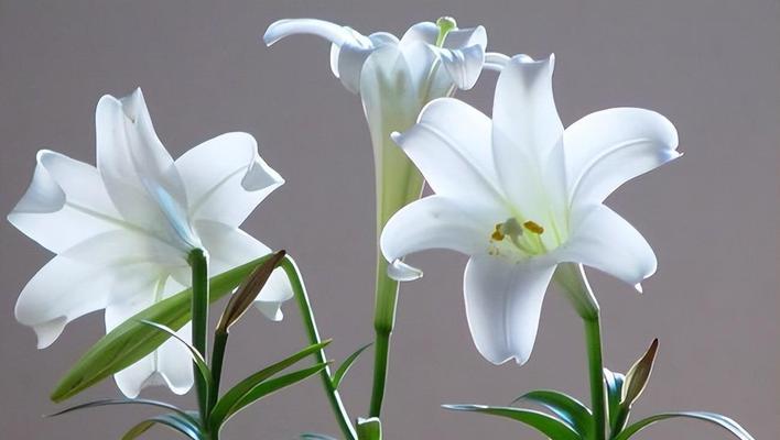 百合花的花语含义是什么？如何正确解读百合花的象征意义？