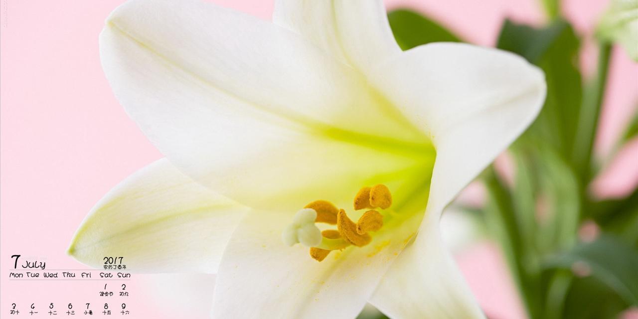 百合花代表的寓意是什么？如何挑选寓意吉祥的百合花？
