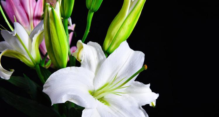 百合花代表什么意思？不同颜色百合花的象征意义是什么？