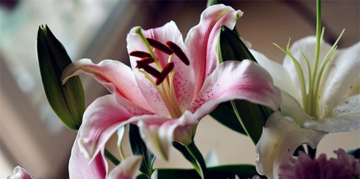 百合花象征着什么？了解百合花的深层含义和文化象征？