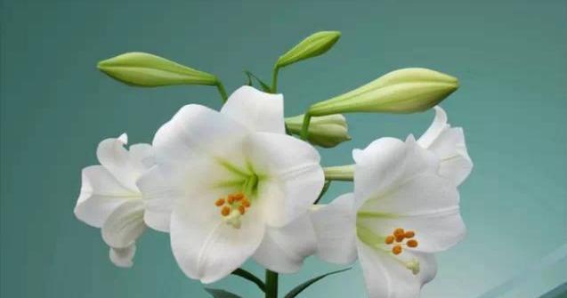 百合花的寓意是什么？百合花语有哪些含义？