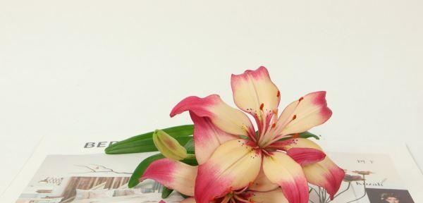 百合花的含义是什么？代表什么意思？
