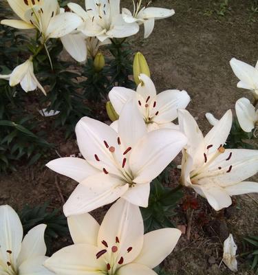 百合花的含义是什么？代表什么意思？