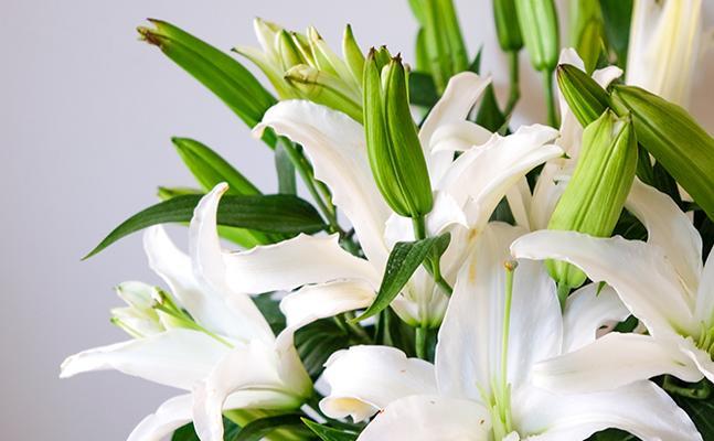 百合花花语是什么意思？百合花的含义有哪些常见问题？