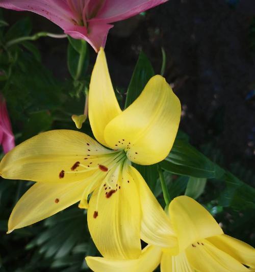 百合花花语是什么意思？百合花的含义有哪些常见问题？