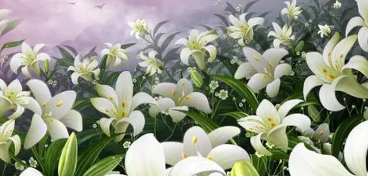 百合花的花语是什么？它的寓意有哪些常见问题？