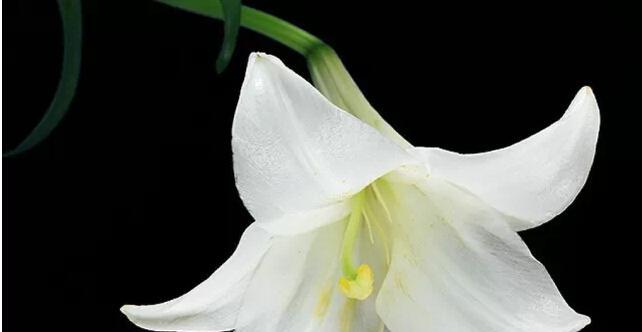 百合花的花语是什么？它的寓意有哪些常见问题？