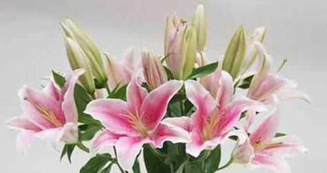 百合花送几朵代表什么含义？不同数量的百合花有何特别寓意？