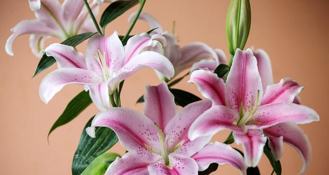 百合花象征着什么？了解其背后的文化和含义？