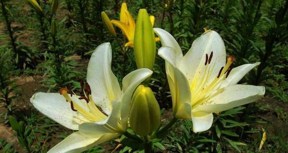 百合花象征着什么意义？如何正确理解百合花的花语？