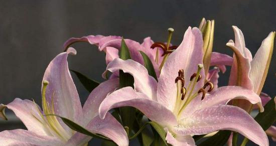 百合花语大全及寓意是什么？如何挑选寓意美好的百合花？