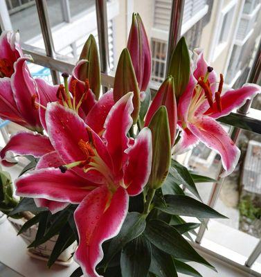 百合花语是什么意思？不同颜色的百合花代表什么含义？