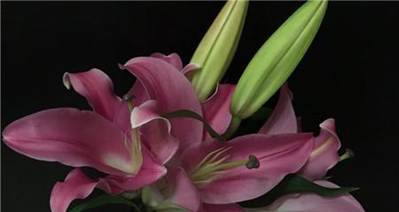 百合花语和寓意是什么？如何正确表达百合的含义？