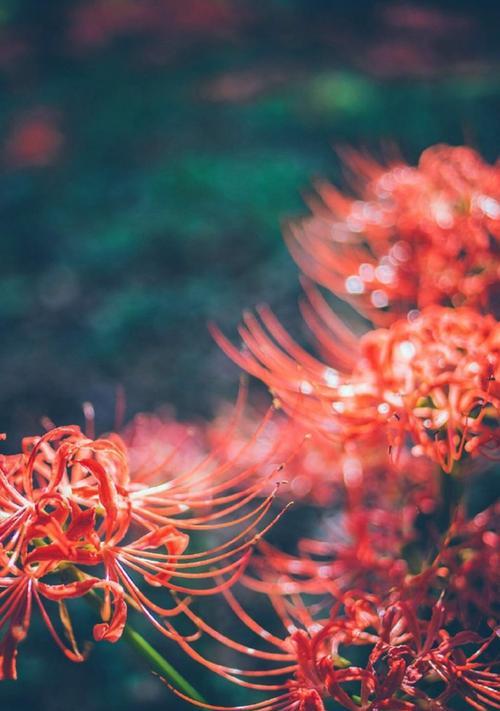 彼岸花代表什么含义？彼岸花的花语有哪些常见问题？
