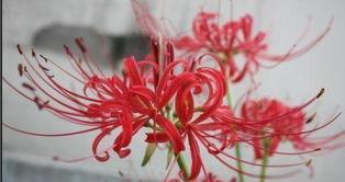 彼岸花代表什么含义？彼岸花的花语有哪些常见问题？