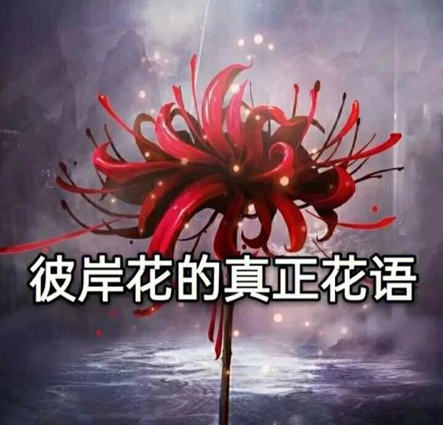 彼岸花的花语是什么？如何正确解读彼岸花的象征意义？
