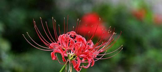 彼岸花的花语是什么？如何正确解读彼岸花的象征意义？