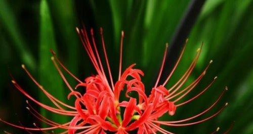 彼岸花的花语是什么？它象征着什么意义？
