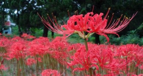 彼岸花是什么？它的花语有哪些含义？