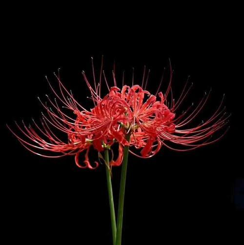 彼岸花是什么？它的花语有哪些含义？