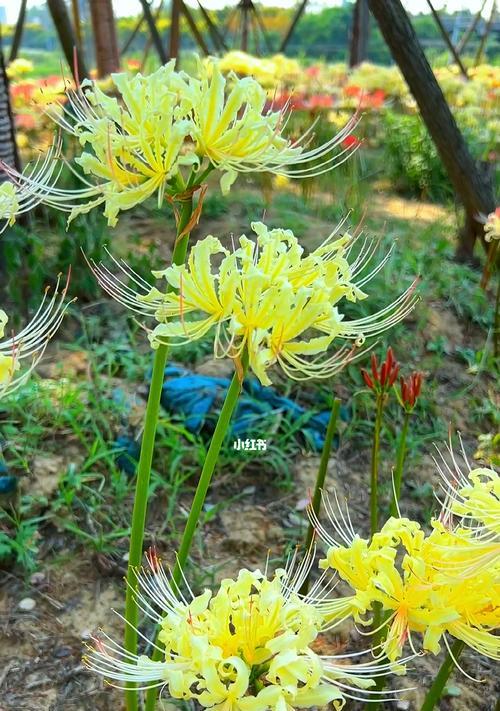 彼岸花代表什么意思？彼岸花的花语有哪些含义？