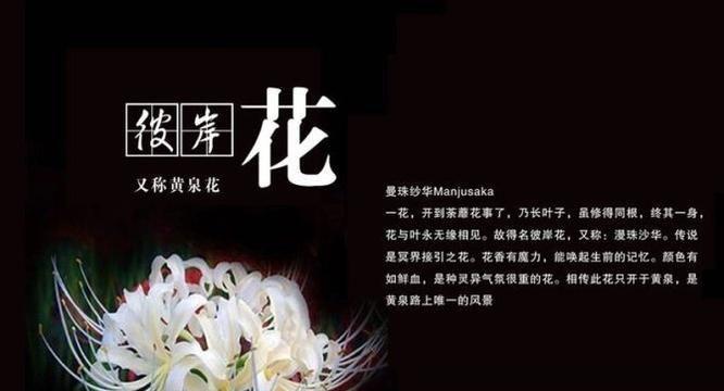 彼岸花花语是什么？彼岸花的寓意和象征有哪些？