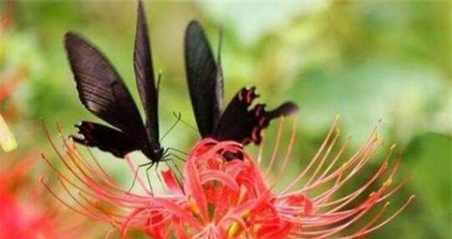 彼岸花花语是什么？彼岸花的寓意和象征有哪些？