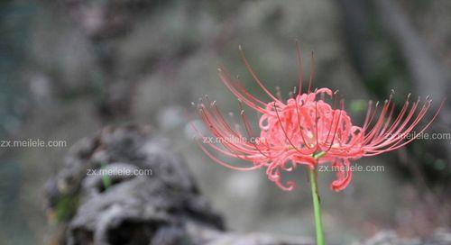 彼岸花的花语象征是什么？彼岸花寓意有哪些常见问题？