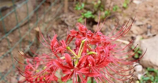 彼岸花的花语象征是什么？彼岸花寓意有哪些常见问题？