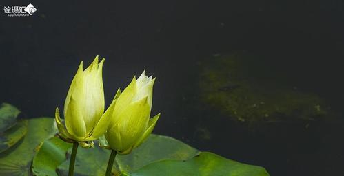 并蒂莲的花语是什么？并蒂莲花语背后的故事有哪些？