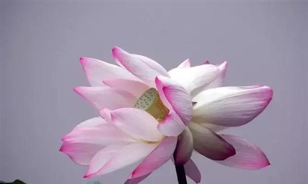 并蒂莲象征着什么？并蒂莲的寓意和文化内涵是什么？