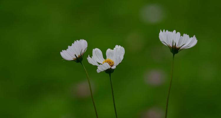 波斯菊的花语是什么？波斯菊的传说有哪些？
