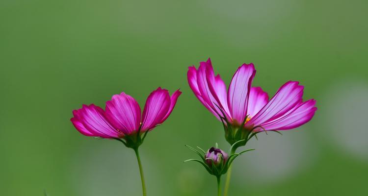 波斯菊的花语是什么？波斯菊的传说有哪些？