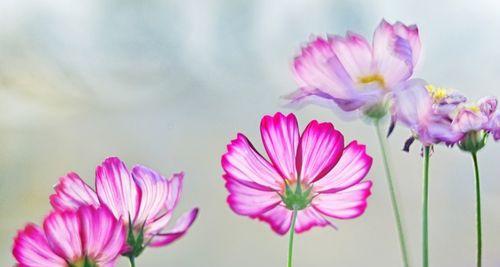 波斯菊的花语是什么？它寓意着什么？
