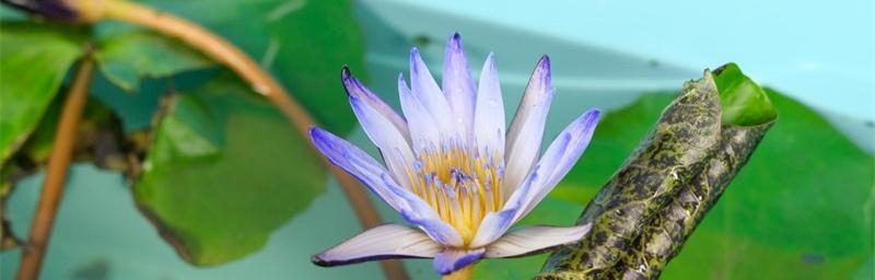 不同颜色睡莲代表什么？花语和寓意有哪些差异？
