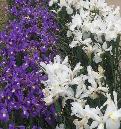 菖蒲花花语是什么？如何用菖蒲花表达情感？
