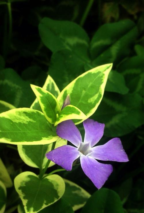 常春藤花语是什么意思？常春藤的象征意义有哪些？
