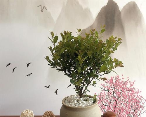赤楠象征着什么？赤楠的寓意和用途有哪些？