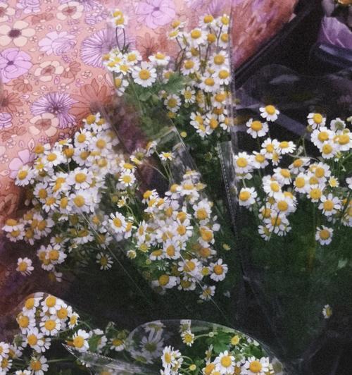 雏菊的花语是什么？它寓意着什么含义？