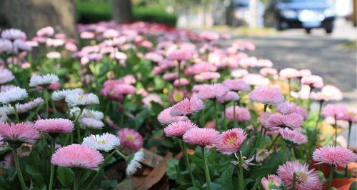 雏菊的花语是什么颜色？每种颜色的雏菊代表什么含义？