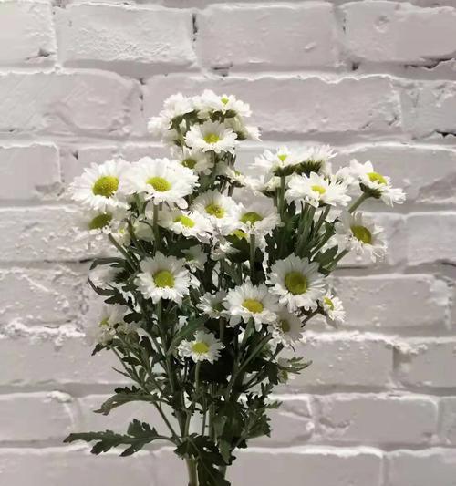 雏菊的花语是什么颜色？每种颜色的雏菊代表什么含义？