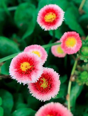雏菊花的花语有哪些含义？