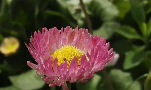 雏菊花语是什么意思？如何正确表达雏菊花的含义？