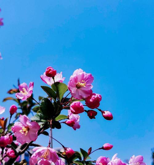 垂丝海棠的花语有哪些含义？