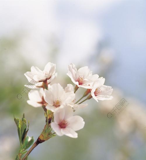 春天最具代表性的花是什么？如何在春天欣赏这些花卉？