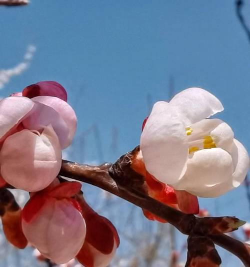 春天最具代表性的花是什么？如何在春天欣赏这些花卉？