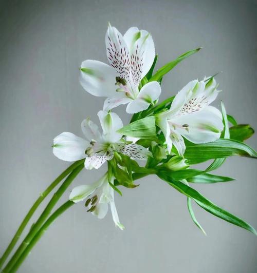 纯白水仙花花语是什么？如何表达爱意？